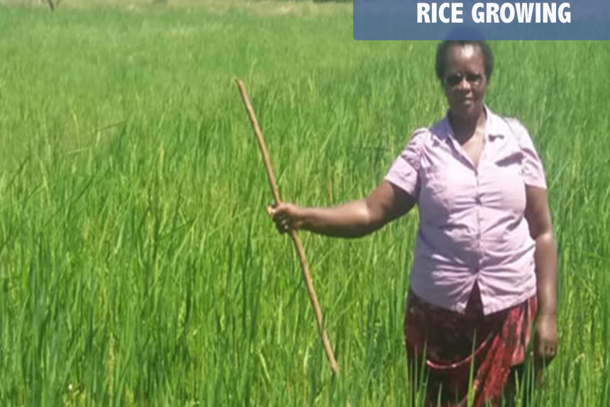 Rice Growing